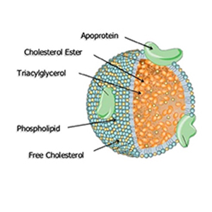 Blood Plasma Proteins,Lipoprotein Model